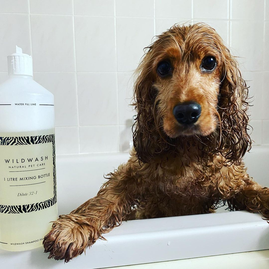 WildWash's tweet photo. @wonkywanda1 is wishing the best start of the week to everyone! ๐ฏ ๐
.
.
.
.
.
#wildwash #puppies #puppy #dogsofinstagram #dogs #organicshop #puppiesofinstagram #puppylove #wildwashorganic #dogoftheday #instadog #cute #doglover #organiccare #love #doglife #organicshampoo https://t.co/iOvr7MIAGh