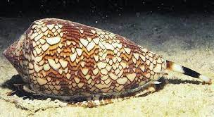 cigarette snail The cigarette snail is so called because a bite from its venomous tooth  leaves you just enough time to smoke a cigarette