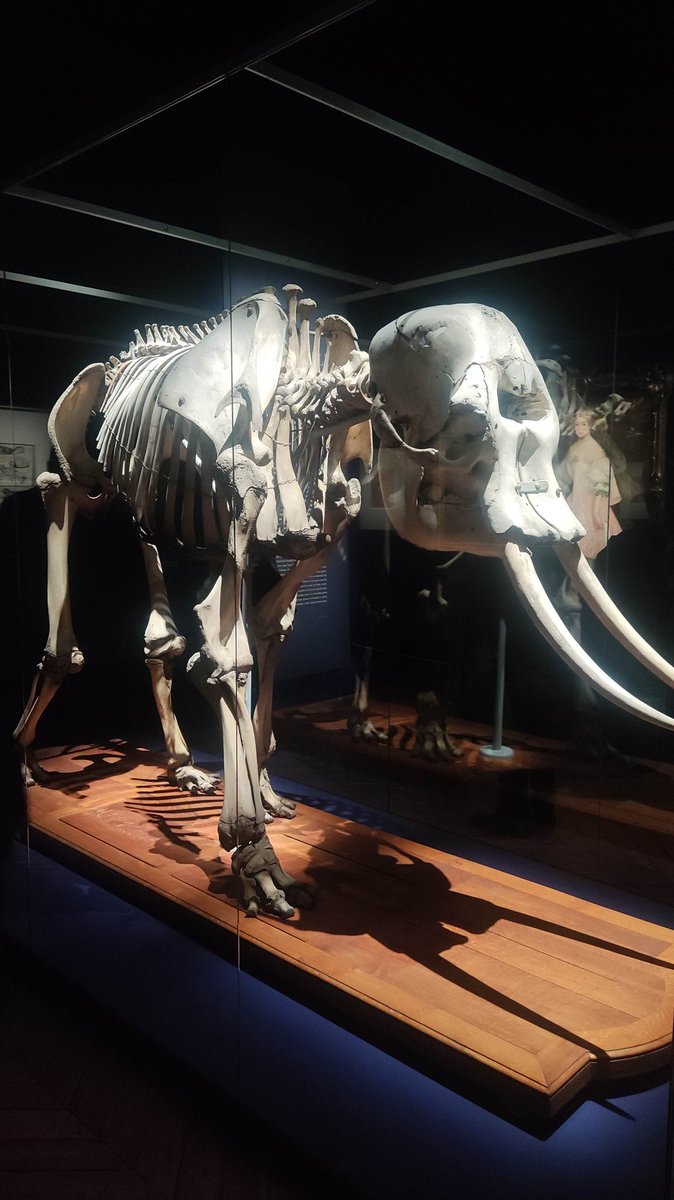 SrMasto113's tweet photo. Esto vi ayer en Versalles, es un elefante 🙀 https://t.co/6supvIFCCY