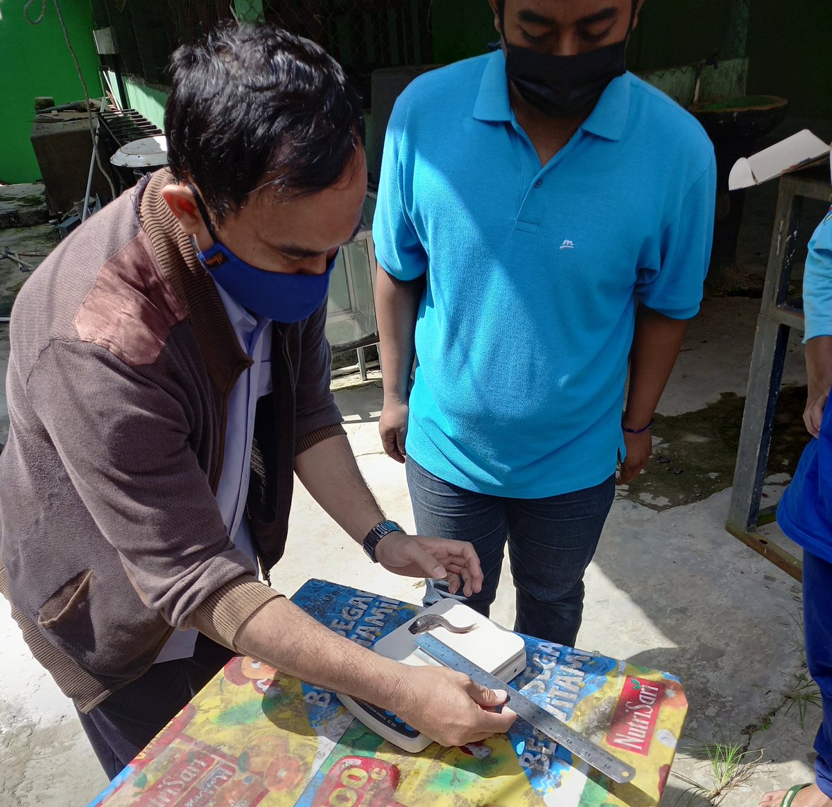 AM_Samarinda36's tweet photo. Senin (22/11), AM, Luhkan Bantu, di SMKN 9 Samarinda, Monitoring : Pengurasan air serta Pengukuran ikan hari ke-15 bersama guru &amp; siswa/i, Program Bansapras Budikdamber DJPB @kkpgoid yg di Fasilitasi Dinas Perikanan Kota Samarinda, #GiatLuhkanSatminkalTegal #Aktifitas #Samarinda https://t.co/dXR8n4mxys