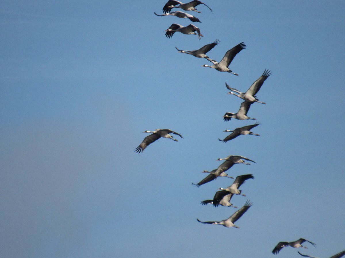 DrNiemitz's tweet photo. Just now, a sunny morning to fly southward.The cranes are calling their friends. - Gerade eben: ein sonniger Morgen, um nach Süden zu fliegen. Sie rufen ihre Freunde. #NaturePhotography #Kranich #Vogelschutz #briding #naturelovers @NABU_de @Achim1106 https://t.co/kDH7wztSTY