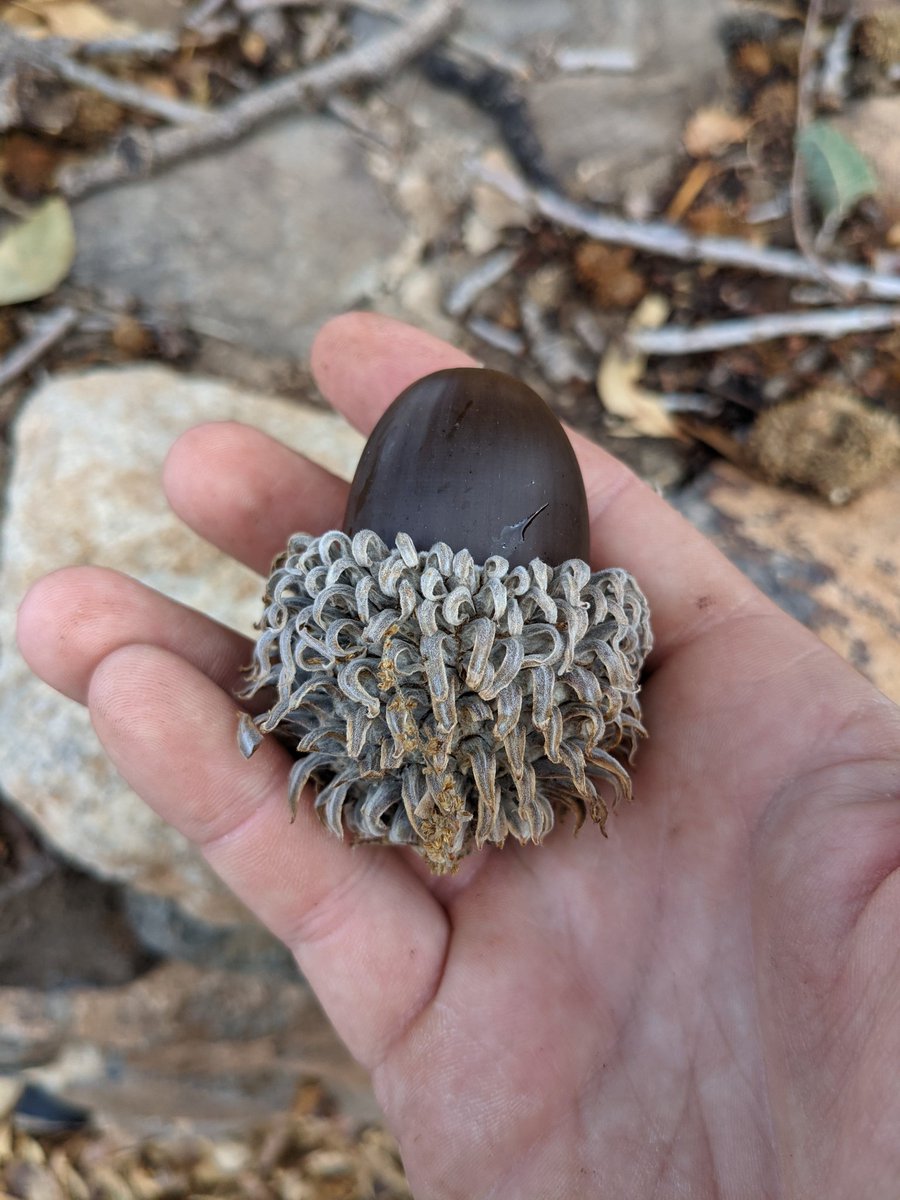 JacTurner_Moss's tweet photo. Tel Dan, a site occupied for thousands of years, contains the well preserved ancient City of Dan, mentioned in the Bible.

It wasn't only archeology which was the draw to the site, the huge Quercus ithaburensis had by far the largest acorns I'd ever seen. https://t.co/XRPknXbLgm