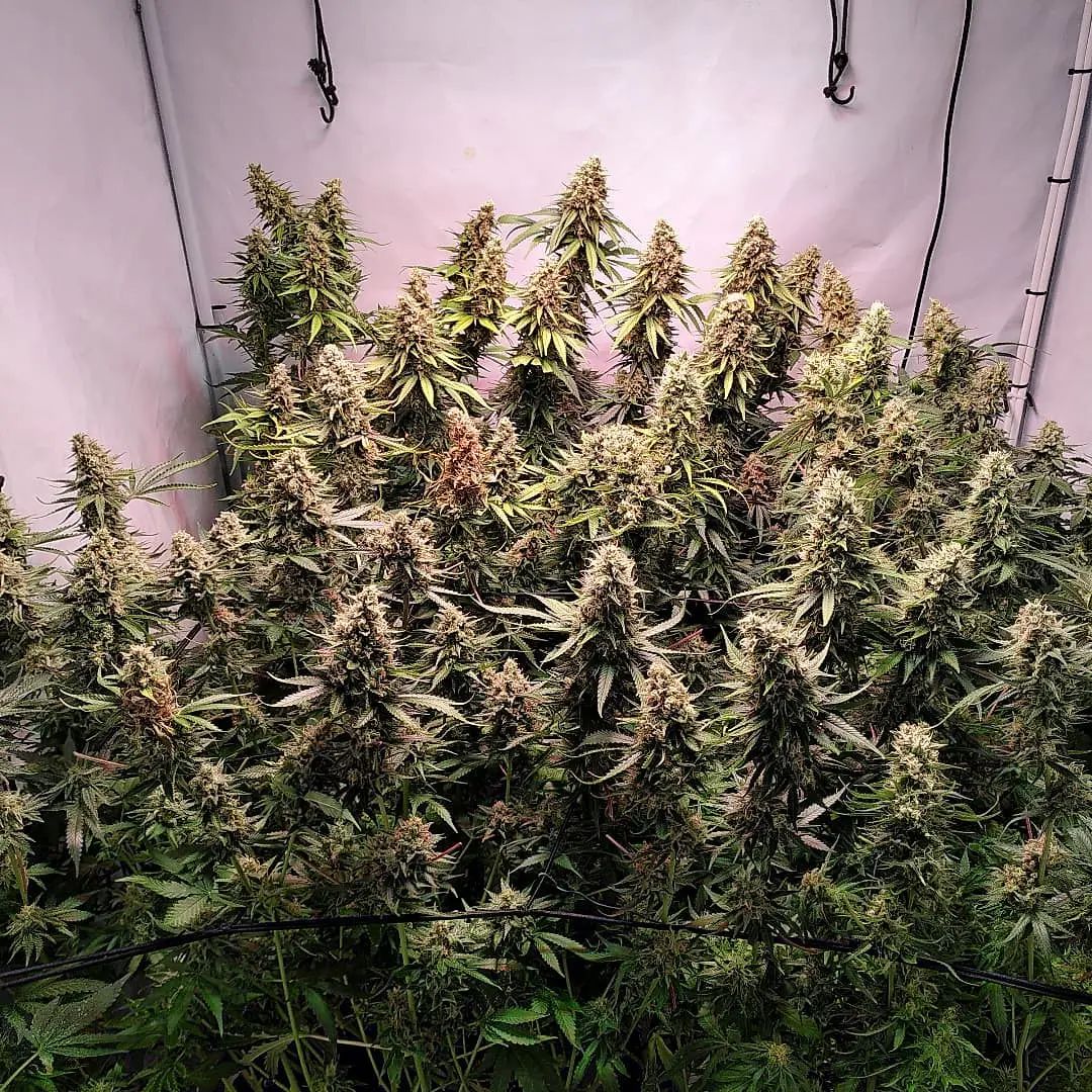 spliffseeds's tweet photo. Nice Strawberry ๐ grow under a Telos 10 led light ๐ก@telos.lighting , soil ๐ฅ @cannanederland.official, feeded ๐ผ with @biotabs_official
๐ธ:@plantariumnl
๐ท:#spliffsstrawberry
๐จ๐พ:#spliffseeds
๐:https://t.co/rwrJ03YeKH https://t.co/Rj4glXbBJp