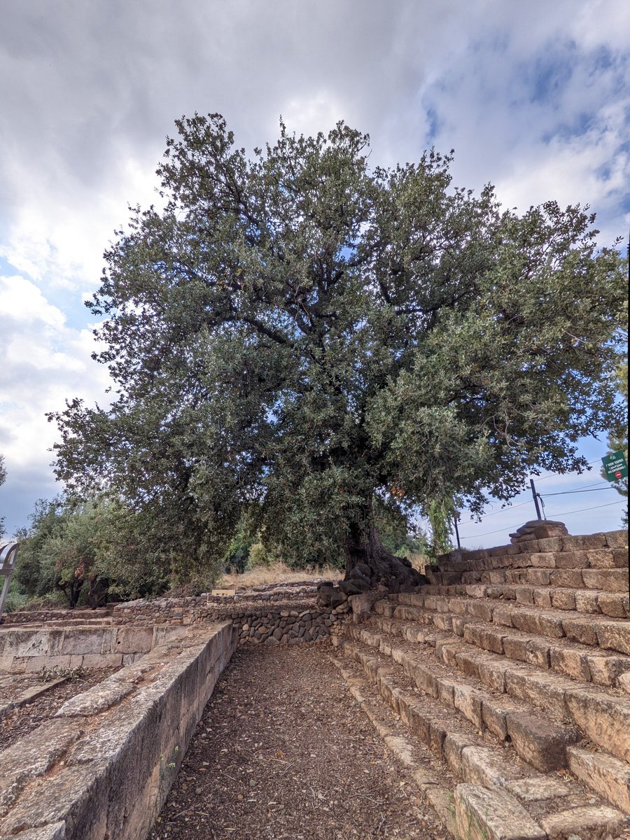 JacTurner_Moss's tweet photo. Tel Dan, a site occupied for thousands of years, contains the well preserved ancient City of Dan, mentioned in the Bible.

It wasn't only archeology which was the draw to the site, the huge Quercus ithaburensis had by far the largest acorns I'd ever seen. https://t.co/XRPknXbLgm