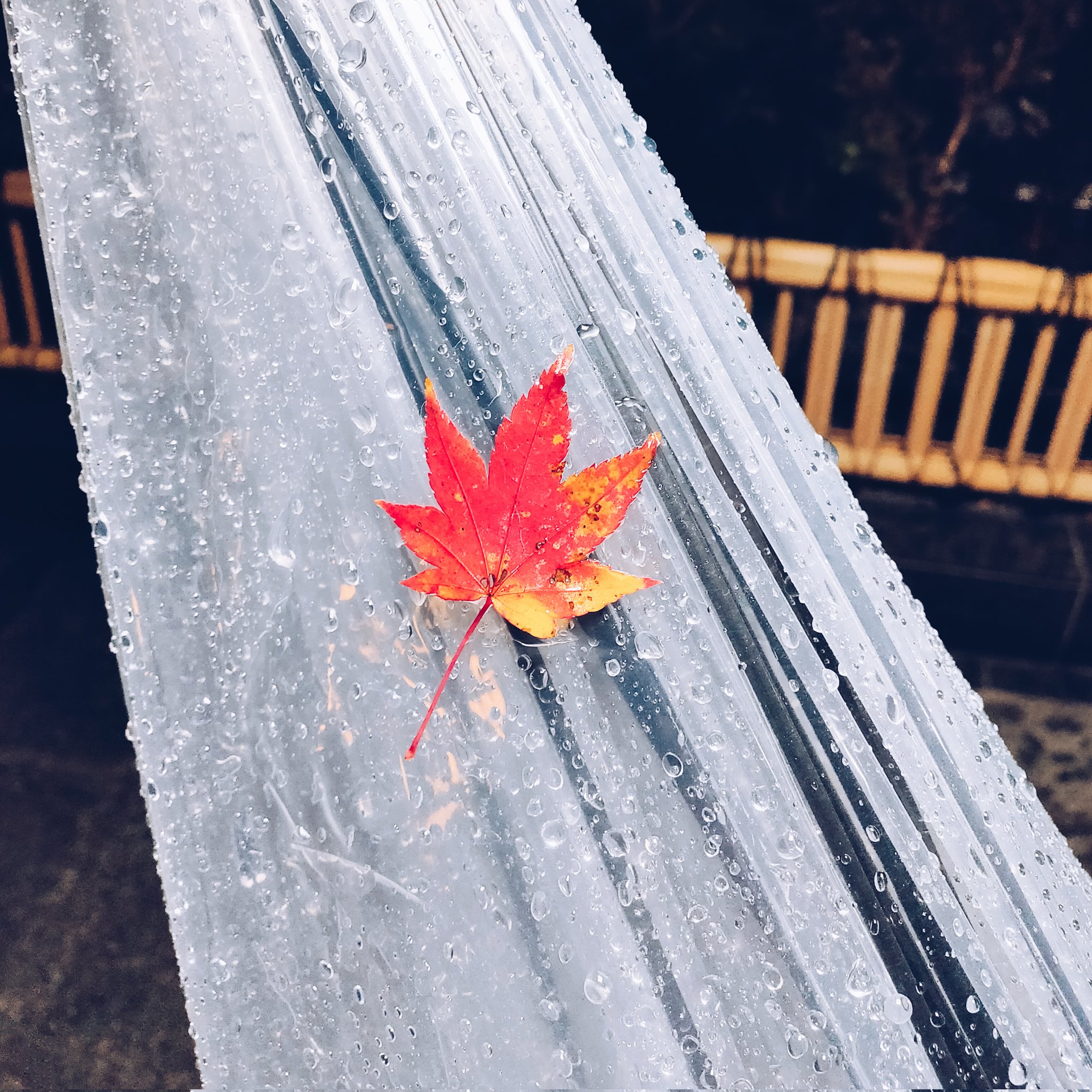 Twitter 上的馬走日 下了一天的雨 回到家 合上伞 一片红叶 就很治愈 T Co Ov3sghyfxi Twitter