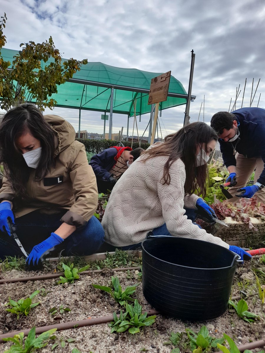 GsInima's tweet photo. En el marco del Programa Gente Sana: Good, Healthy and For You, nuestros compañeros de Madrid han inaugurado el huerto de #GSInima. Ha sido una buena oportunidad para aprender y cultivar alimentos ricos, naturales y sanos.
#weInima #healthy #welness #healthyworkplace https://t.co/LbX01qXF97