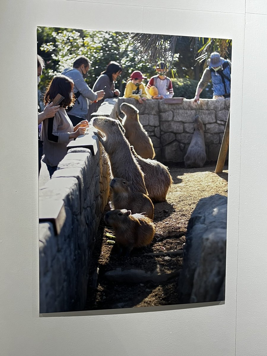 raguhi's tweet photo. 先日友人がカピバラの写真展に参加してたので見に行ってきた‼️
写真展って初めてだったけど写真綺麗だったし、色々な角度の見方があって面白かった🥰
＃カピバラ写真展 https://t.co/RS1mWfPjJO