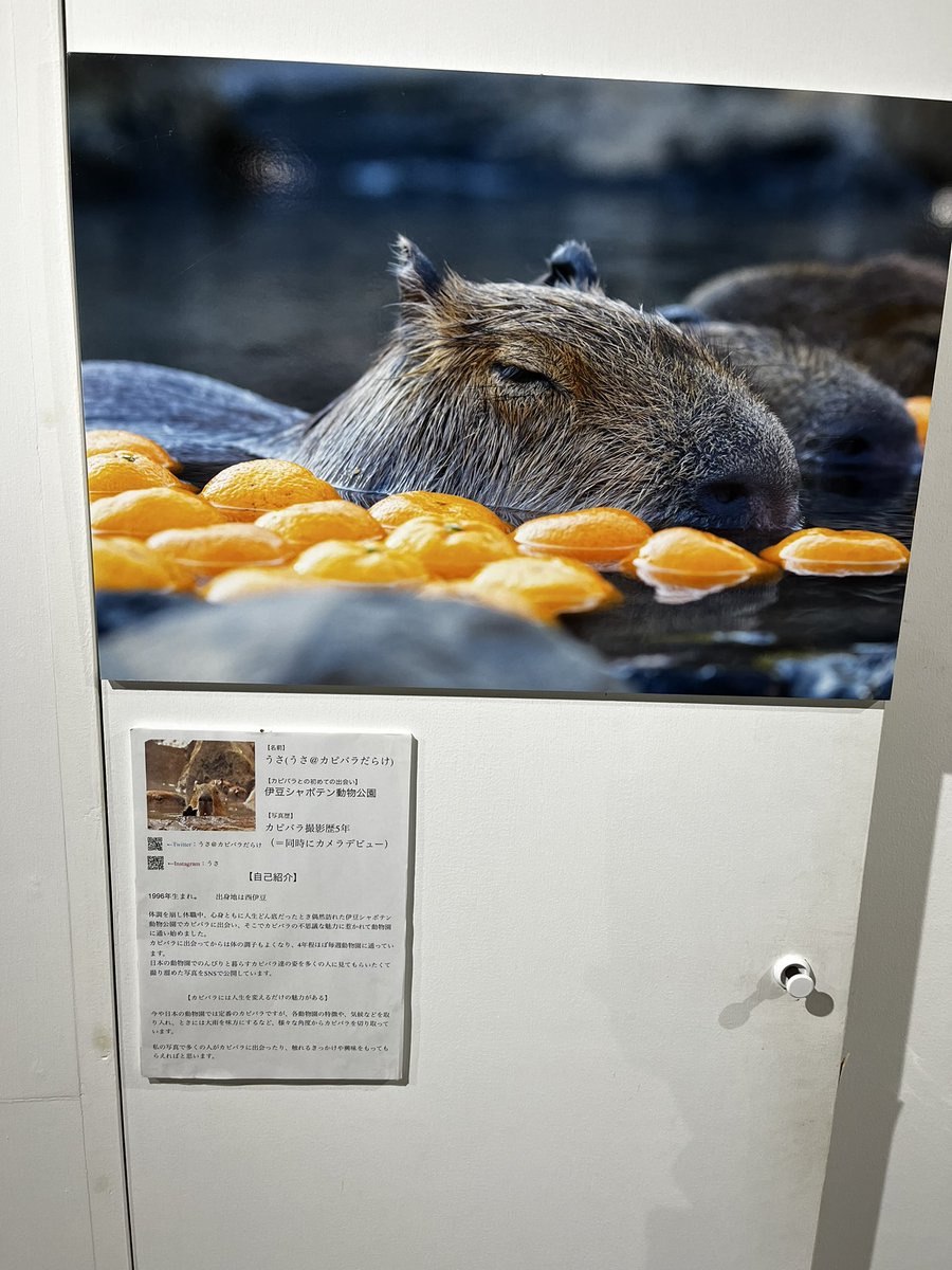 raguhi's tweet photo. 先日友人がカピバラの写真展に参加してたので見に行ってきた‼️
写真展って初めてだったけど写真綺麗だったし、色々な角度の見方があって面白かった🥰
＃カピバラ写真展 https://t.co/RS1mWfPjJO