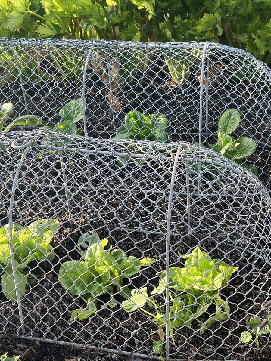 Winter lettuce
.
You can grow certain types of lettuce outside through the winter! I protect mine from the pigeons with wire cloches and cover with fleece if it’s going to be really cold
.
Varieties you can use:
‘Winter Density’
‘Navara’
‘Winter Gem’
‘Arctic King’ https://t.co/1O7aLlaQSV