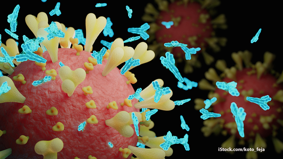 Strong immune responses to harmless human coronaviruses also provide some protection against SARS-CoV-2. This cross-reactive immune response is an important piece of the puzzle of how to achieve comprehensive coronavirus immunity. media.uzh.ch/en/Press-Relea… <a href="/UZH_Virology/">UZH Medical Virology</a>