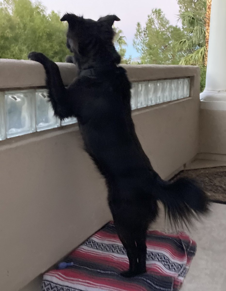 StephenEPearcy's tweet photo. BEAR says, I’m a big dog I’ll just look over the balcony and find yr ass pal. 🤘☠️🤘🐕‍🦺 grrrr #bearthedog https://t.co/CVh0a8Vb4B