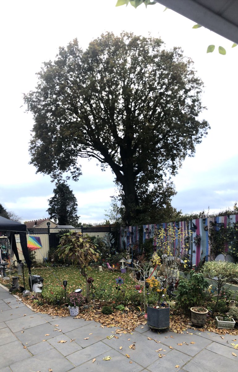 Kimbohud's tweet photo. @BCC_Help waiting for our green recycling waste to be collected today by depot WMG016368.
I spent hours last week raking up trouble and Sally Oak Tree is the gift that keeps giving.
Where have you bin?? 🌳
#recycling #paidextra #leafitbehind https://t.co/NnlxIsLtzF