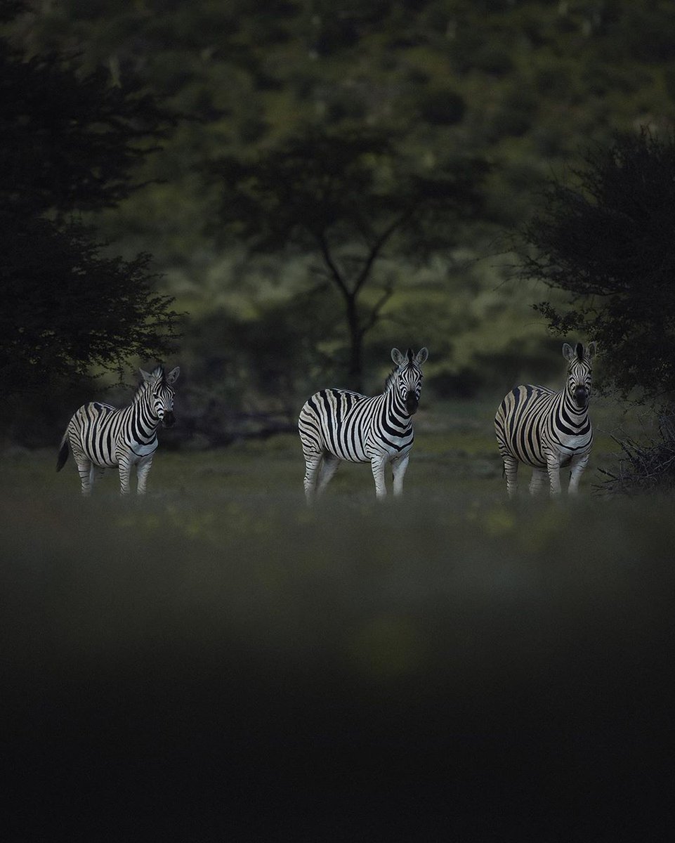 Erindi Game Reserve tweet media