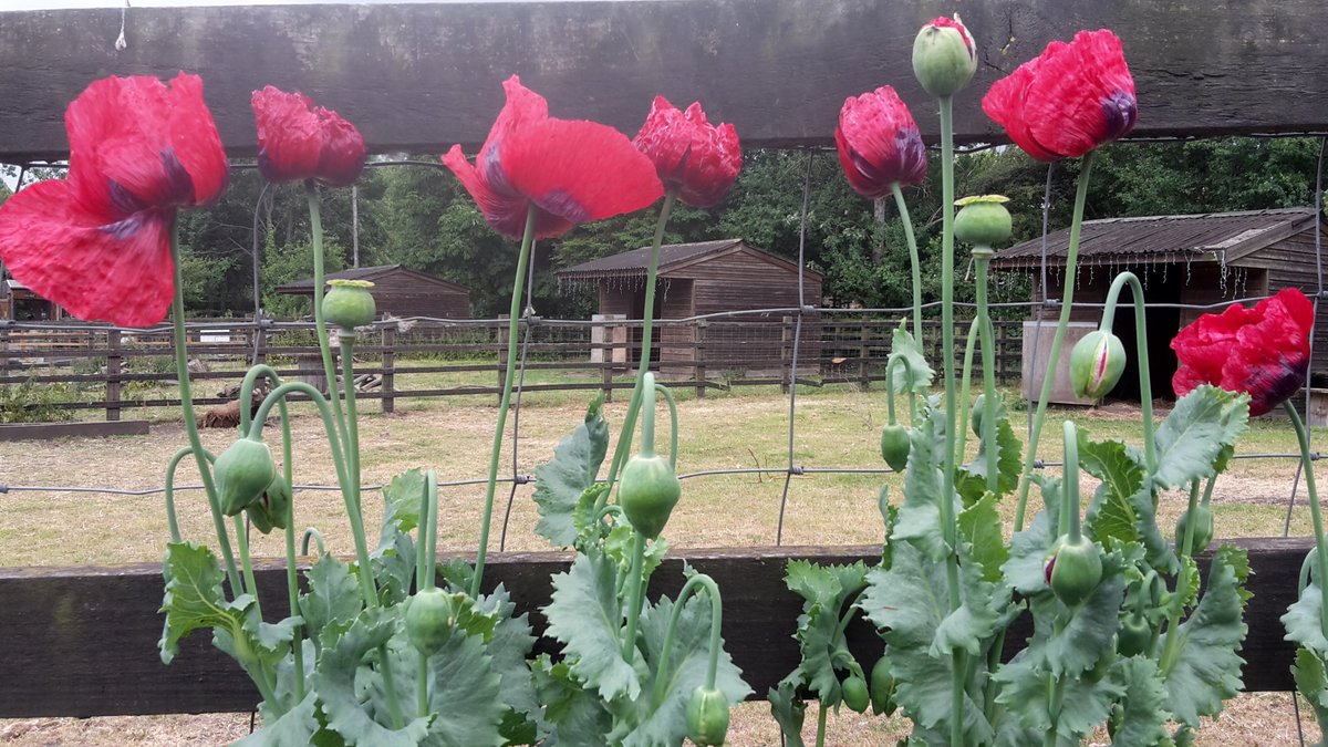 StepneyCityFarm's tweet photo. We're hiring! New year, new job, new office?
We're recruiting a Food Grower-Trainer and a Schools Officer.
Go to our website for more info and how to apply...
https://t.co/998SJPrzXx https://t.co/A1farjkda6