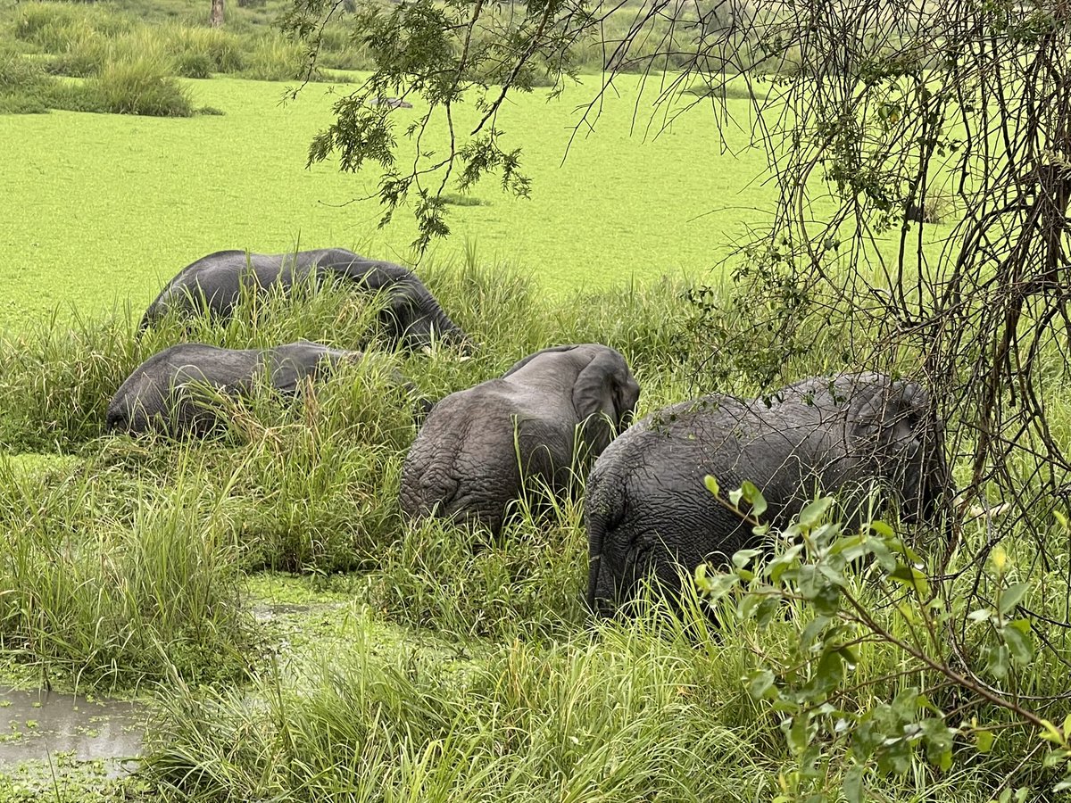 ugwildlife's tweet image. The members of 9th Board of Trustees chaired by Dr. Panta Kasoma are currently visiting Queen Elizabeth Conservation Area for a supervisory visit.
