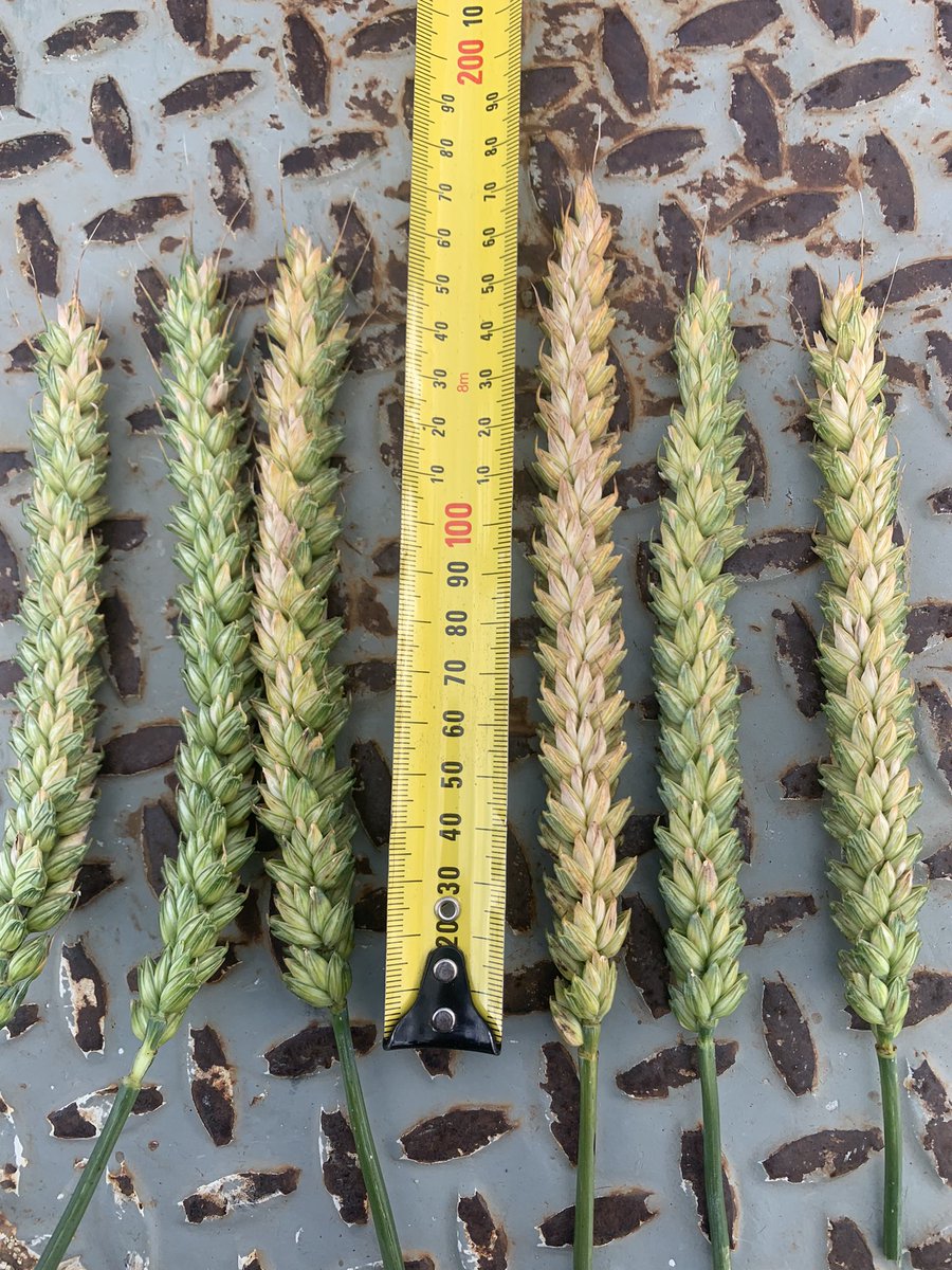 Stoked with the Bennett wheat this year