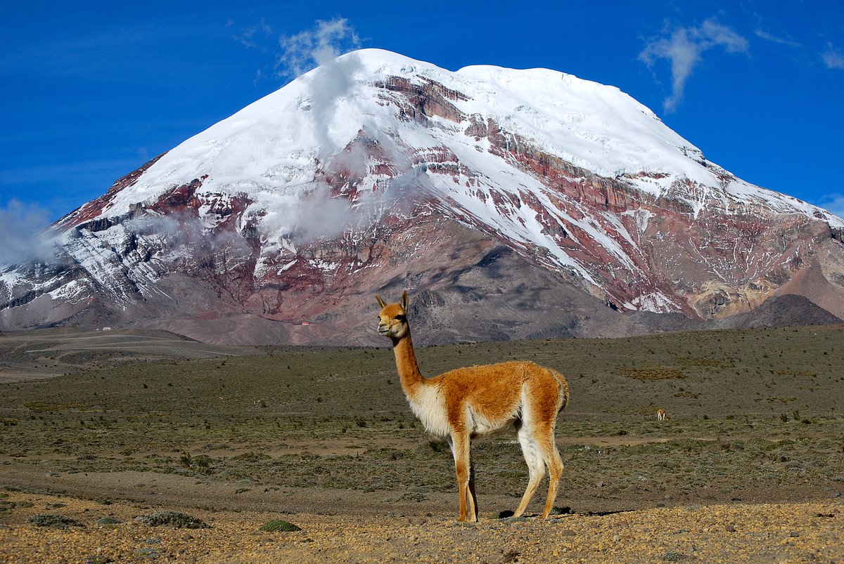 solpacas's tweet photo. Gm #NFTCommunity! Did you know that there are no known wild alpacas? Their closest living relative is a vicuña, who are also the wild ancestor to llamas.

#NFTs #NFTcollection #NFTProject #NFTpromotion #NFTArt #alpaca #solpacas https://t.co/LfvuoxOuEb