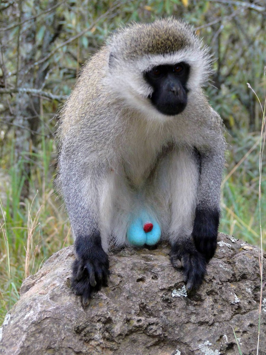 barfastic's tweet photo. @cryptomanran my monkey balls if i dont get an allocation https://t.co/aE6spnFhCY