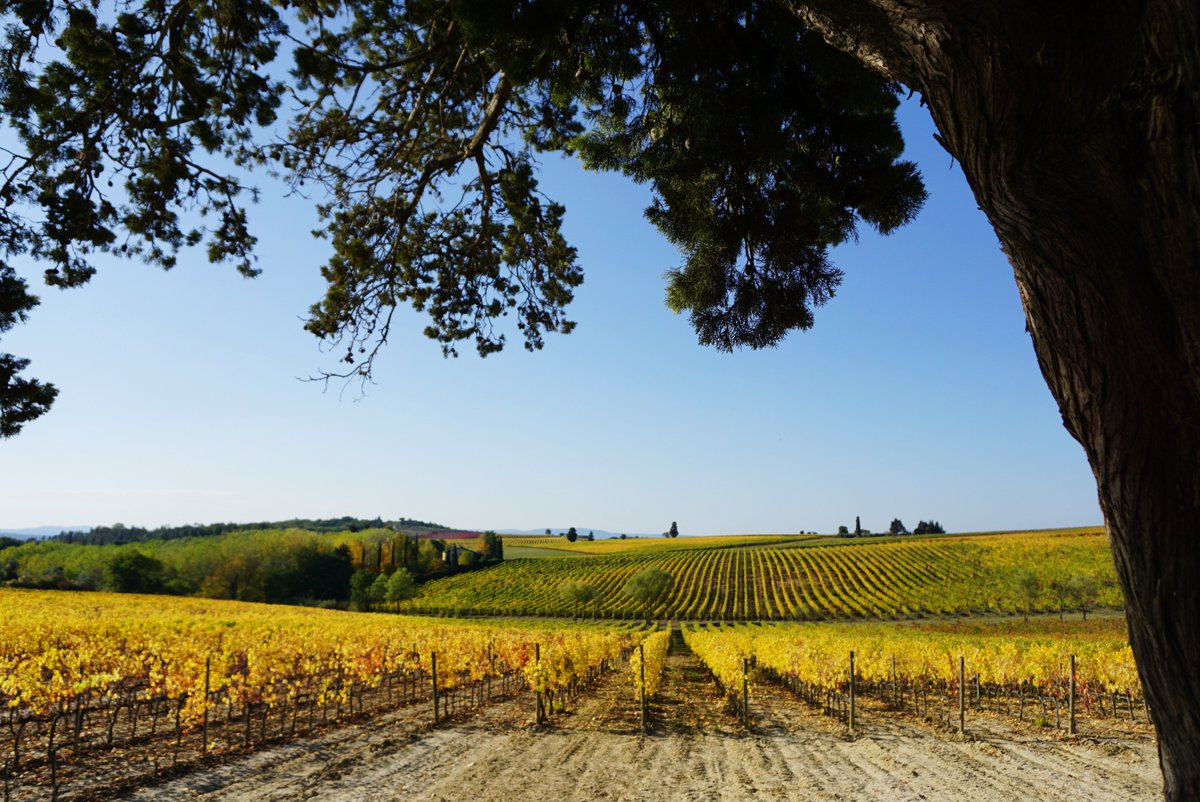 LornanoChianti's tweet photo. An amazing view to get you through Monday
#Lornanochianticlassico #lornano #lornanoathome #chianticlassico #gallonero #chianti #chiantishire #vines #vineyards #monteriggioni #tuscany #autumn https://t.co/EvlAItJXGM