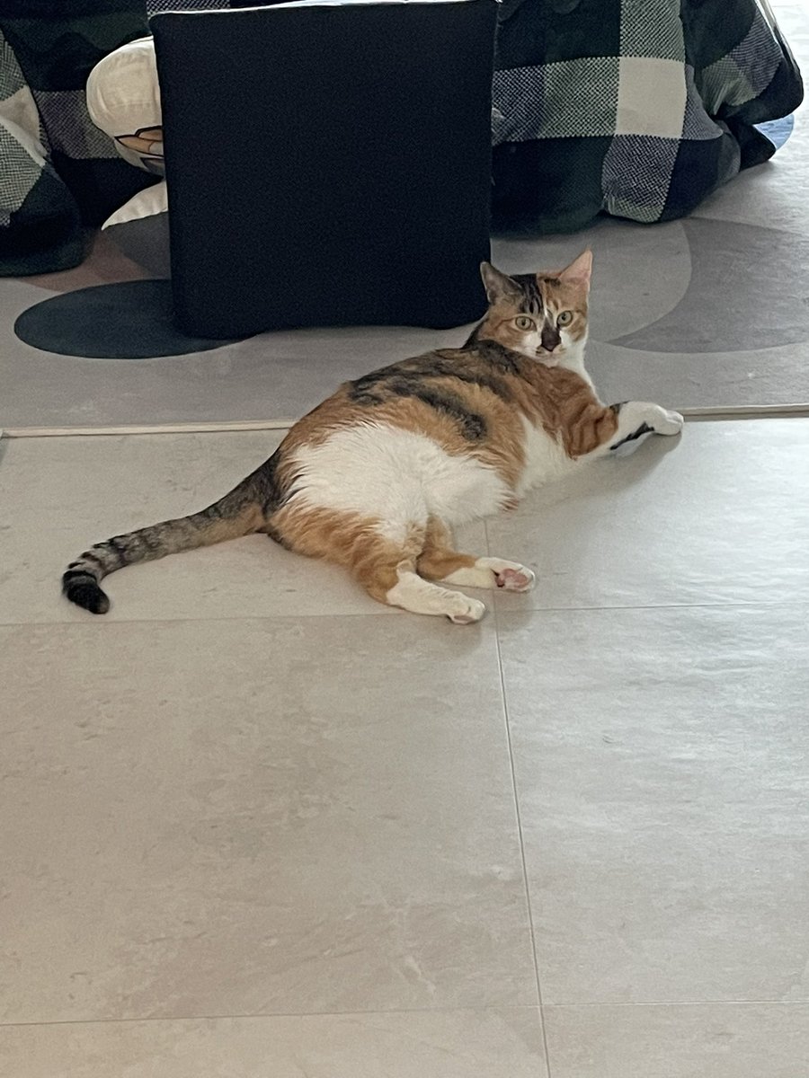 겨울이 오면 고양이는 녹아요(보일러에