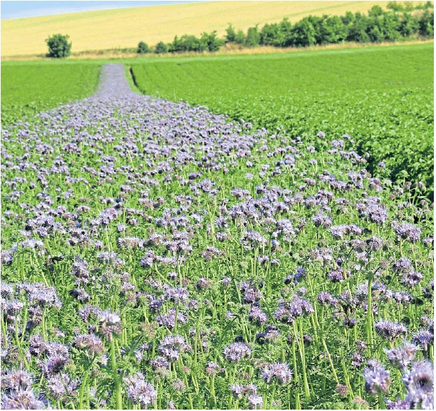 Plants_EFSA's tweet photo. #ReadingNow: strips of #wildflowers 
[#cornflower #commonvetch #yarrow ]
in potato fields can support the control of disease-carrying #aphids by attracting natural enemies 
[#hoverflies #lacewings #ladybeetles ]
more here https://t.co/mqQFYMqqFS
#PVY
Scottish #seedpotato crops https://t.co/8BPa0FoRyB