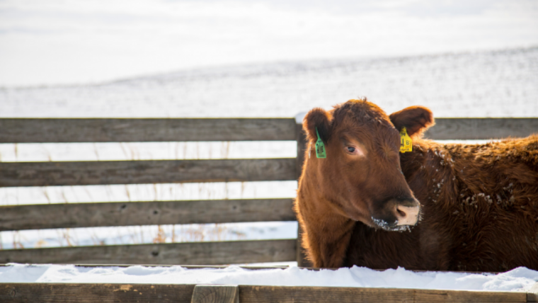 AlltechSpain's tweet photo. ❄️🐮 En el invierno hay que poner especial atención en el ganado sobre todo en algunas decisiones de manejo y planes nutricionales que reducirán los costos y aumentarán la eficiencia.

Conoce los 6 pasos principales en este artículo 👀⤵️

https://t.co/03x8L0RVjh https://t.co/UPLOfa3M8p
