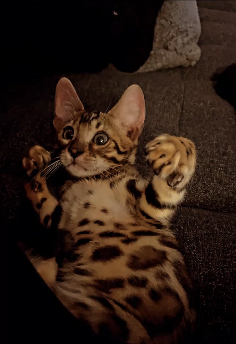 garo_5's tweet photo. Tigger The Model #3Months https://t.co/TxreC0EJe6
