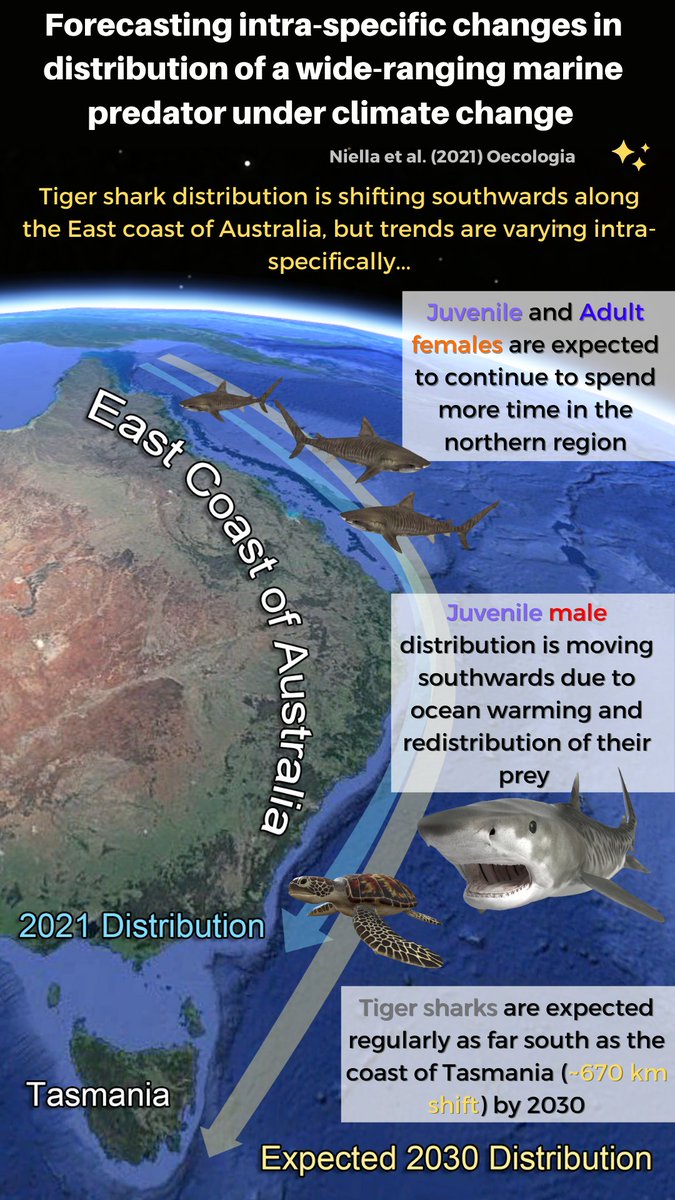 🚨 Paper alert! 🚨 We tracked 100+ tiger 🦈 over almost 2 decades, and found that their distribution is changing along East Australia due to climate change 🔥 @RobHarcourt @Paul_A_Butcher @OCEARCH @NatGeo @NSWSharkSmart @nswdpi @MPRG_MQ link.springer.com/article/10.100…