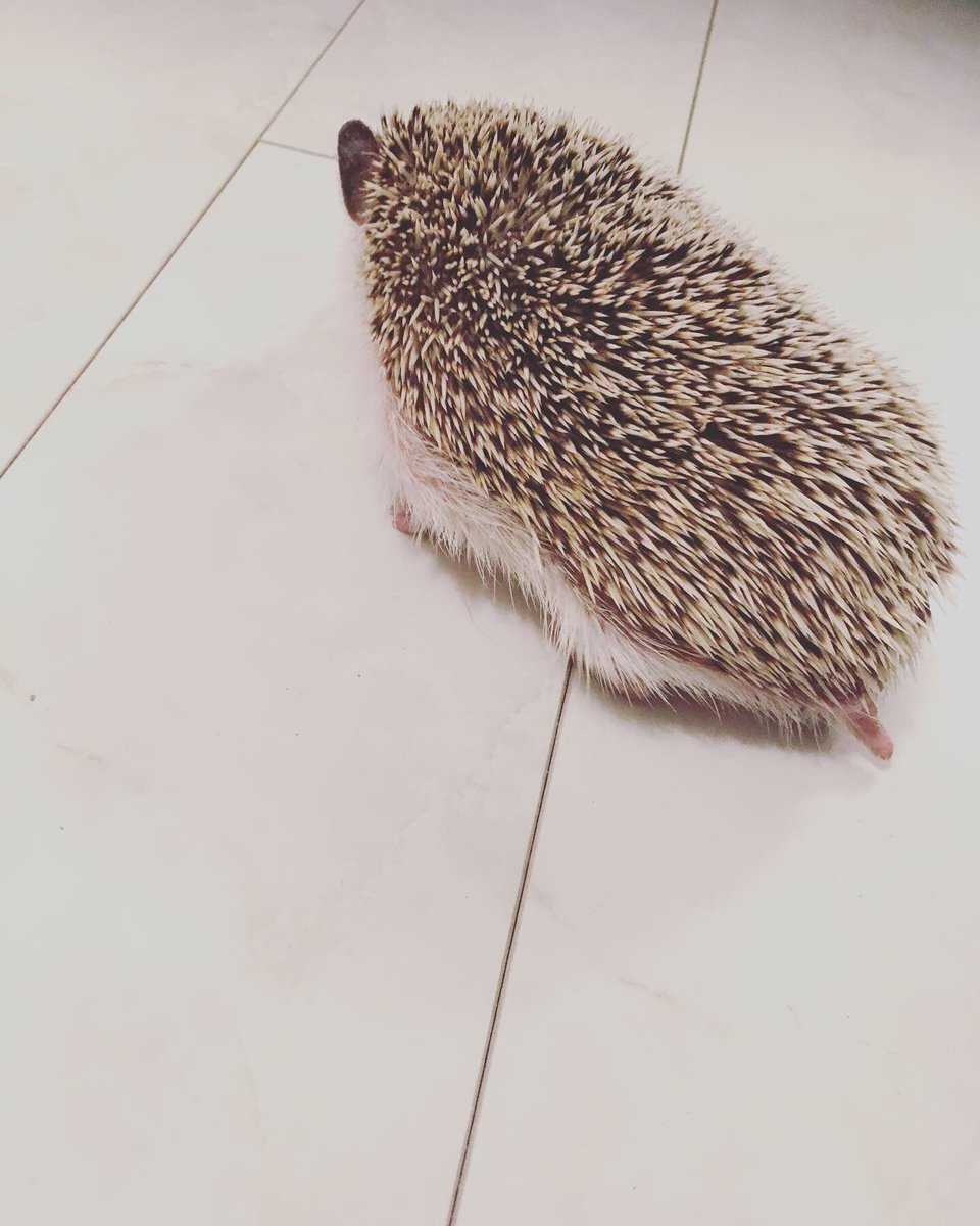 明日11/23は営業しております🦔 こ、この後ろ姿は…っ タルトちゃんですよー🥧 とっても元気でした😂