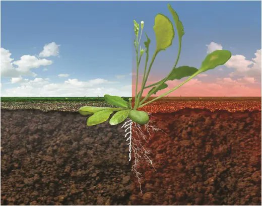 Our last Special Issue of 2021 now online 
 * High and Low Temperature Signalling and Response *  bit.ly/3CGdF5u 
Edited by <a href="/IveDeSmet1978/">Ive De Smet</a> <a href="/ZantenMartijn/">Martijn van Zanten</a> &amp; Marcel Quint 
Editorial: bit.ly/30RNdsM