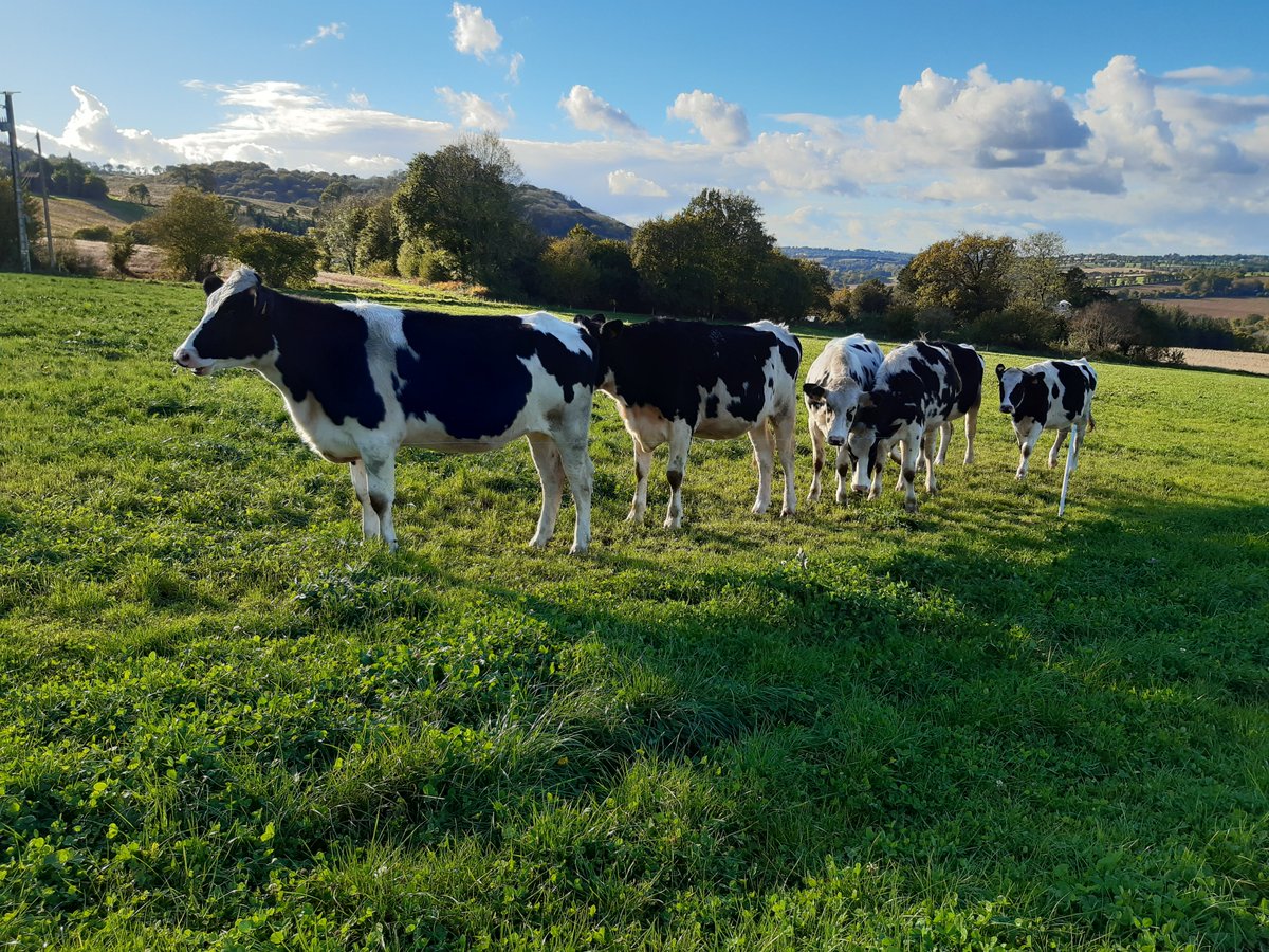 Cap Protéines tweet media