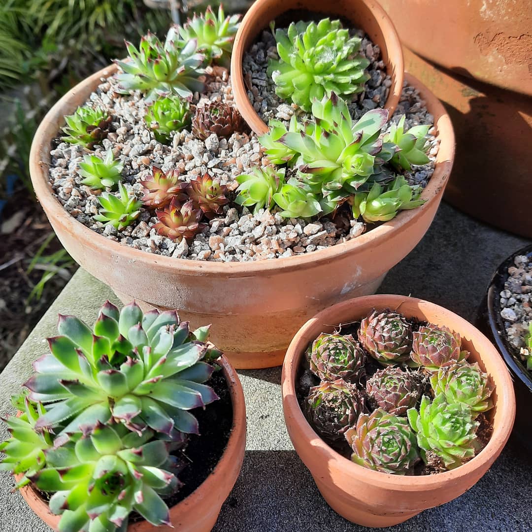 thegreen_room_'s tweet photo. #AlphabettyBlooms the letter S for #sempervivum #semps #succulents https://t.co/KBaFE0sqgn