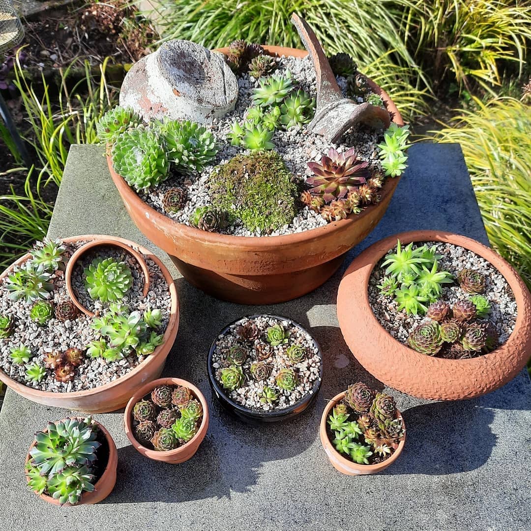 thegreen_room_'s tweet photo. #AlphabettyBlooms the letter S for #sempervivum #semps #succulents https://t.co/KBaFE0sqgn