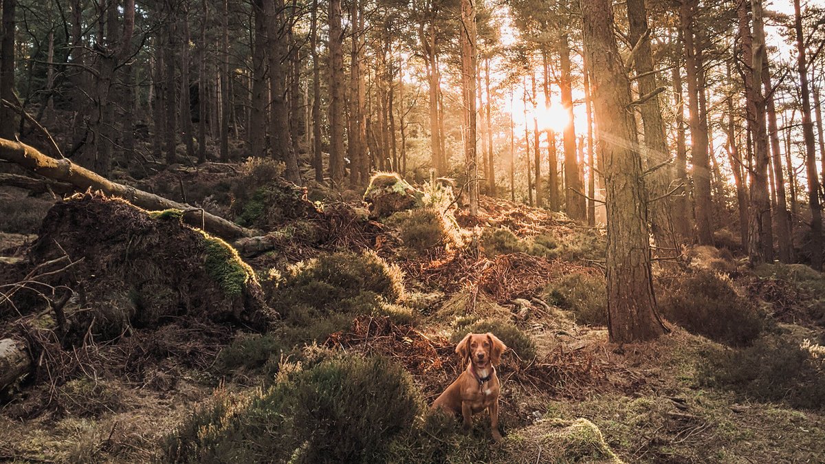 MagnaHomesNE's tweet image. Moving house can be stressful for everyone in the household, including your dog.
Here are some tips for moving day below.
P.S your dog will love exploring Thrunton woods, a short drive away from our Magna Homes.

ow.ly/CCq350GRZxz

#movingwithdogs #movingdaytips #magnahomes