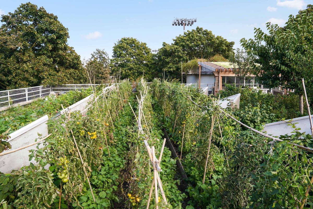🌱AVANT - APRES 🌳
Voici des nouvelles de l’évolution de notre ferme urbaine Suzanne ! Un projet #Parisculteurs (<a href="/Paris/">Paris</a>) de A à Z par <a href="/culturesenville/">Cultures En Ville</a> avec la création d’une ferme urbaine grâce aux installations de la Jardinière Française. 

#agricultureurbaine #fermeurbaine