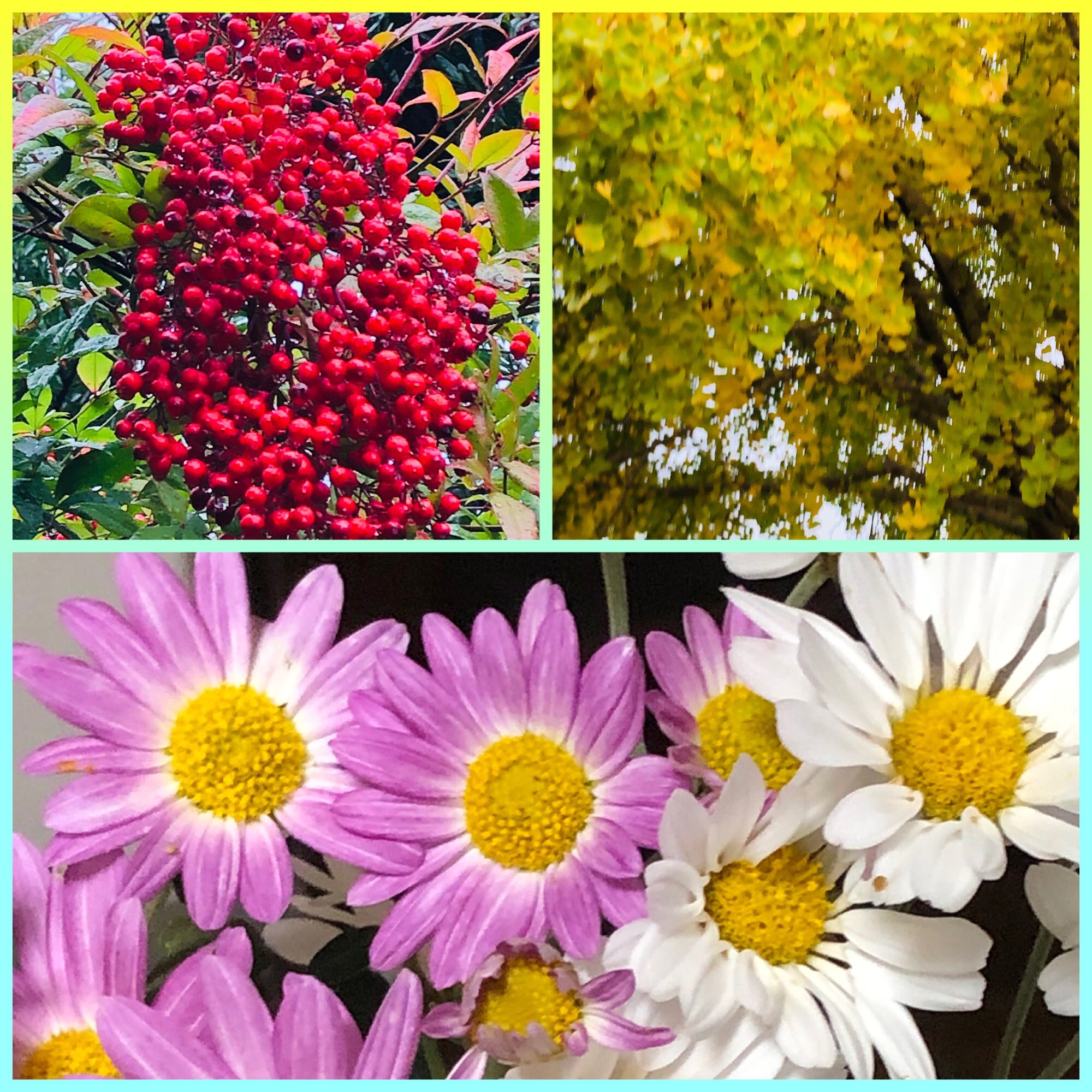南天の花言葉 Twitter Search Twitter