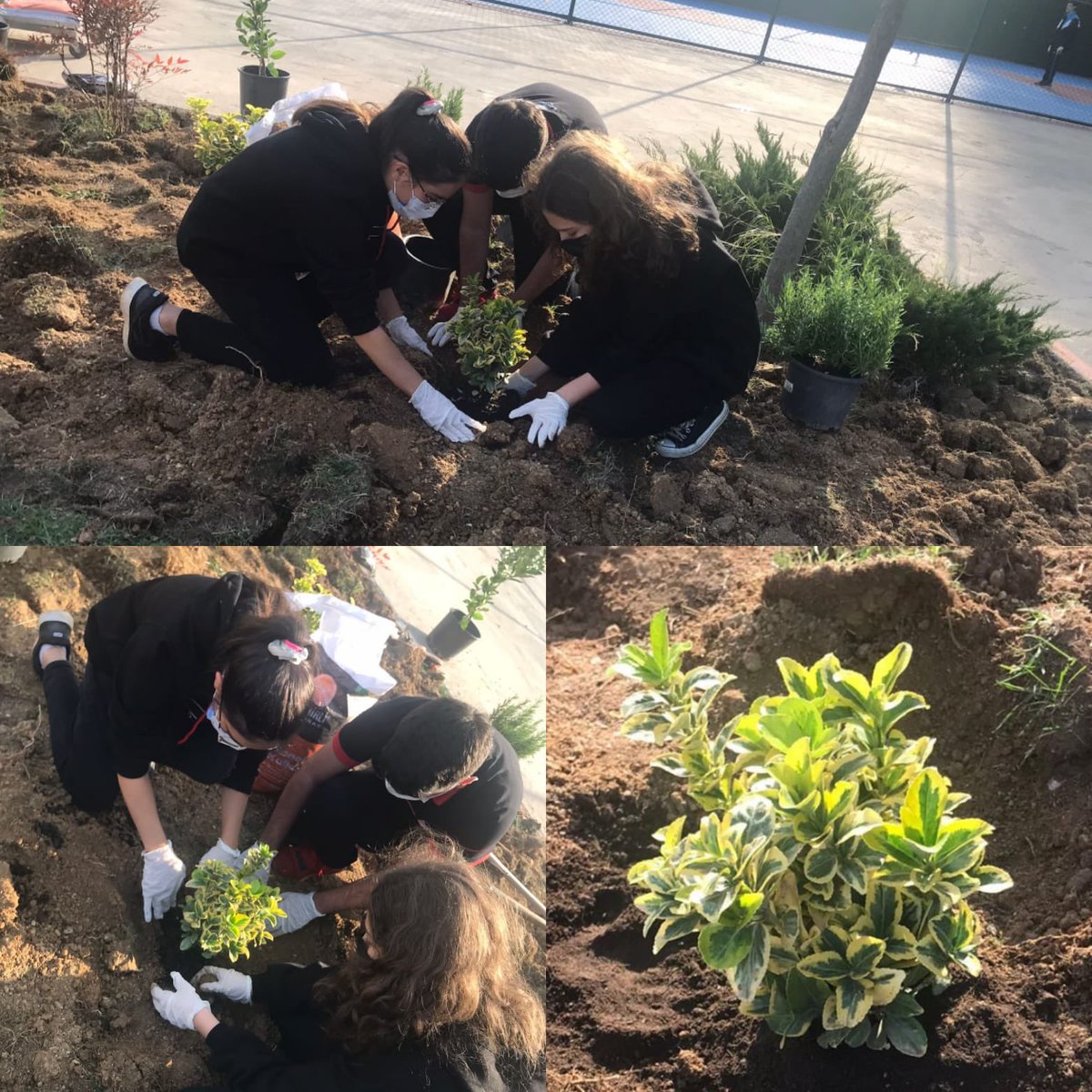 Botanik Kulübü olarak, bahçemizi renklendirmeye ve ilk ürünlerimizi elde etmek için tohumlarımızı çimlendirmeye başladık.
<a href="/Alemdar_Banu/">Banu Alemdar Sölpük</a> <a href="/melikekilic55/">Melike Kılıç</a>