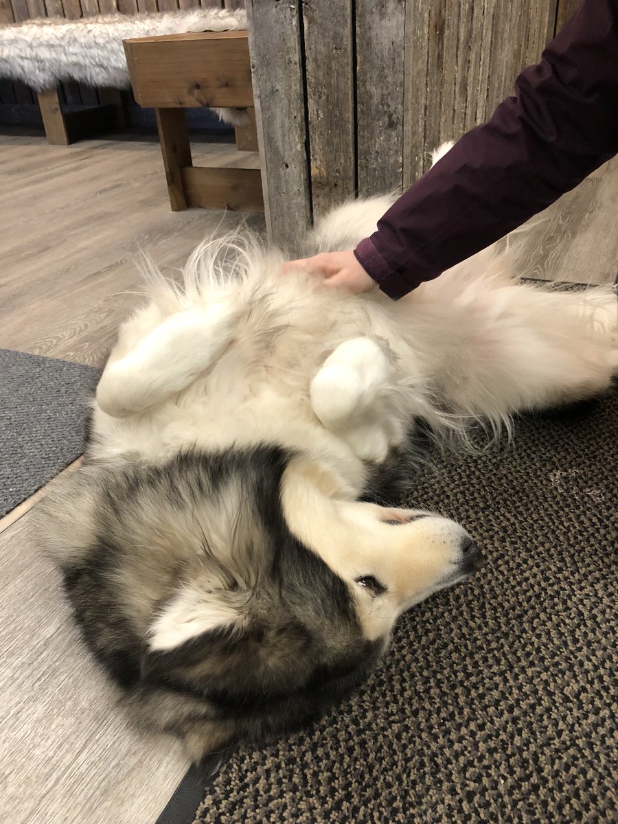 動物のお医者さん で見たやつだ 犬ぞりを止めるとハスキーが なぜ止めた という顔で振り向く動画 オレはやるぜオレはやるぜ Togetter 動物のお医者さん で見たやつだ 犬ぞりを止めるとハスキーが なぜ止めた という顔で振り向く動画 オレはやるぜオレはやるぜ Togetter