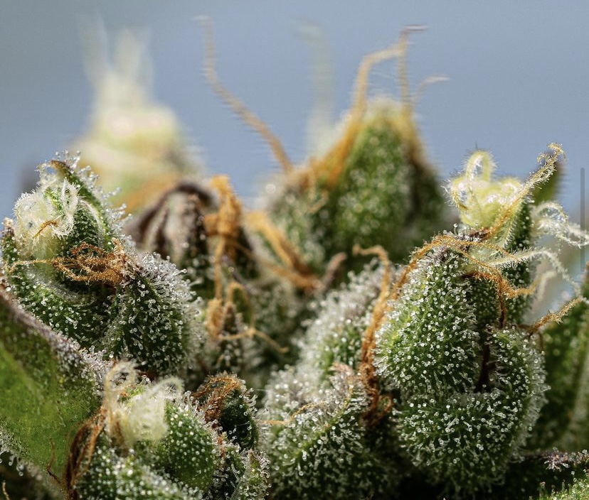 Chocolate Malawi
Verde genetics, Chocolate Hashberry x Malawi 
#verdeoregon