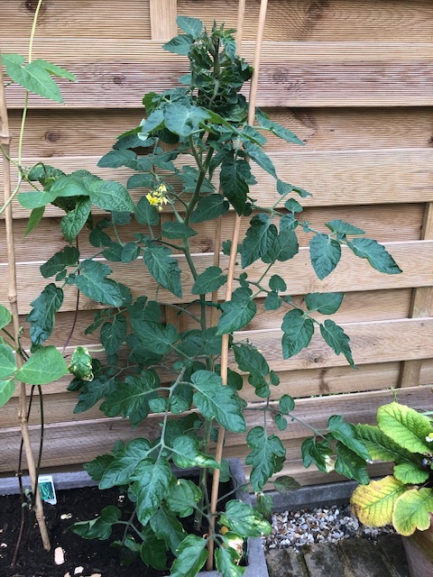 LawnAssociation's tweet photo. Great feedback on our #TrueYield this year..."Large yield &amp; heavier branching &amp; side shoots"
This is a revolutionary new #sustainable, organic fertiliser &amp; soil improver, made from #recycledfoodwaste.  Designed to improve the health, colour, taste &amp; yield of vegetables &amp; fruits! https://t.co/tNic4r7m1L