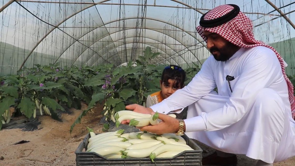 GhassanMurad's tweet photo. #البصرة || نجاح زراعة الباذنجان الابيض لأول مرة في مزارع الزبير وتسويق كميات منه إلى الاسواق المحلية. https://t.co/IfR9teLnJw