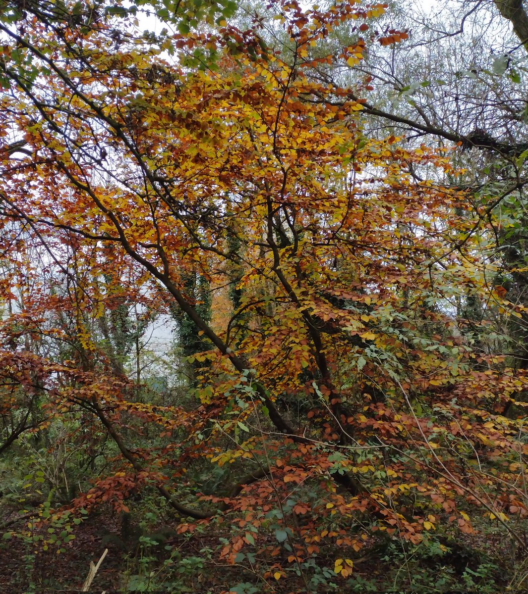 SprigofHeather's tweet photo. #TranslatorWalking #TraductriceSePromène #TradukistoVagadas https://t.co/Y9Jj2tFqqr