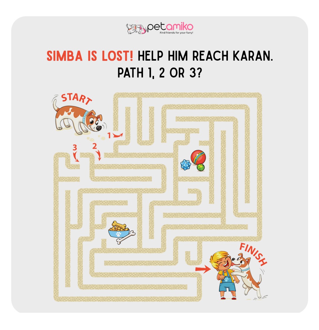 petamiko_app's tweet photo. Simba is Lost! Can you help him reach Karan? 🐾 🐶 
Solve the puzzle! 1,2 or 3?
Comment below the right answer 👇
#dogs #dogsoftwitter #doglovers #puzzlegame #petamiko #pets https://t.co/I9KcHDo4EQ