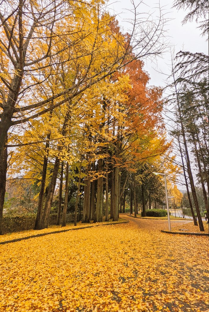 公園のいちょう並木の葉が落ち、黄色い絨毯のようでした。秋もそろそろ終わりですね🍂🍁