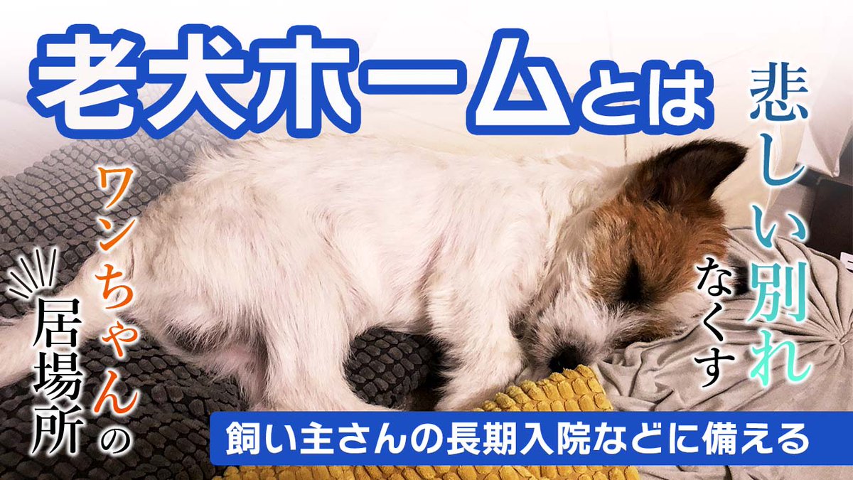 ペットを家族に持つ皆さん老犬ホームって聞いたことありますか？
【飼い主さん必見】皆さん老犬ホームって知ってる！？ youtu.be/fkXgJjfPJnw <a href="/YouTube/">YouTube</a>より 
#老犬ホーム #犬のいる暮らし #犬のいる生活