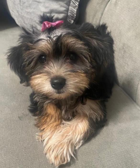 News12LI's tweet photo. PUPPY STOLEN: The search is on for a woman who stole a little dog from the front yard of a home in #WestBabylon

MORE: https://t.co/xR9PEFgeJn https://t.co/4CFP8rdNz7