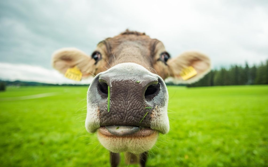 We're looking for a #HeadHerdsperson for a 450 cow #farm in Sherborne #Dorset 🐄🐄Find out more 👉bit.ly/3HHuL70 #farming #farmwork #teamdairy