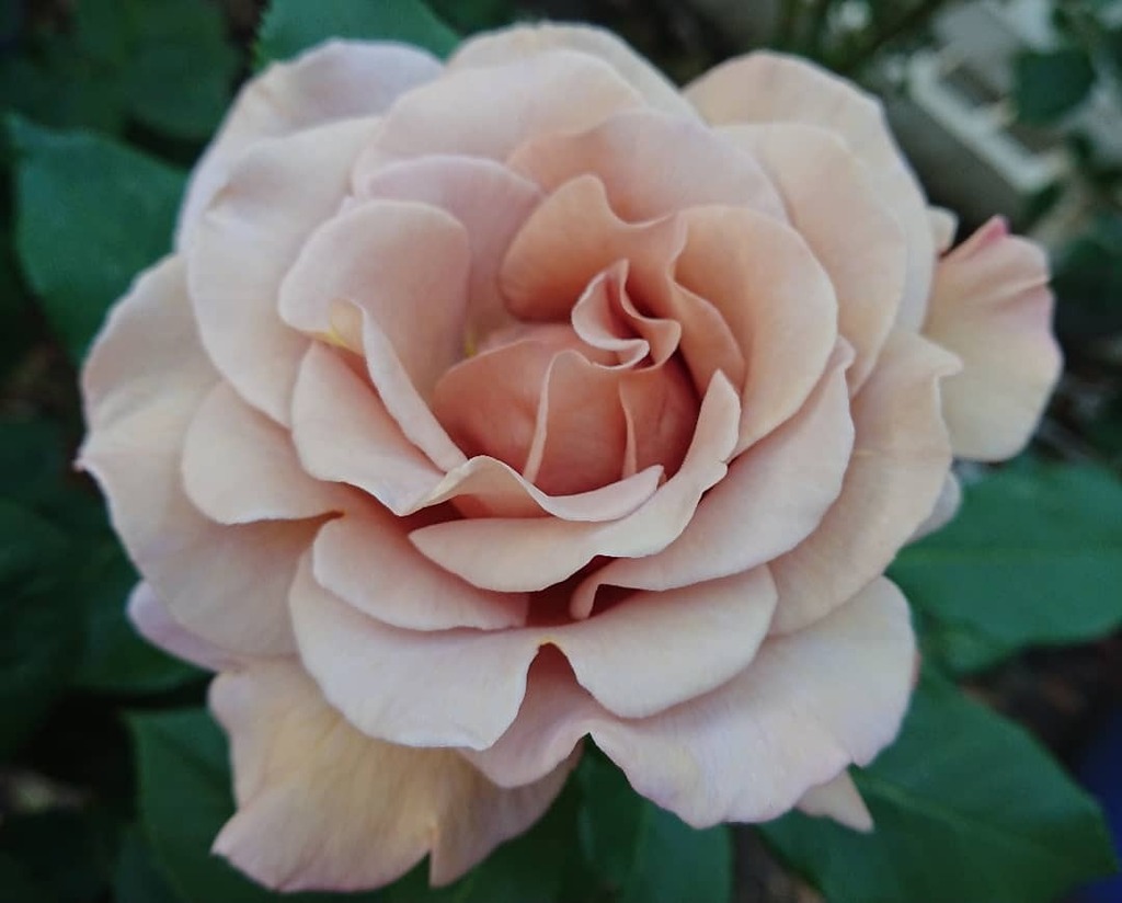 EndersbyArt's tweet image. The coffee tones of Soul Sister today.

#soulsister #kokoloco #springinmelbourne #rosegarden #roses #coffeeroses instagr.am/p/CWkw6QkvuD_/