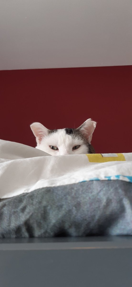 This is my cat Rommel, he is always sleeping, or eating. And really likes it of you pet his belly. He has never scratched any of us, so he is a very nice cat too!

As you can see, he lazes around absolutely everywhere.

#baecalliopetreview