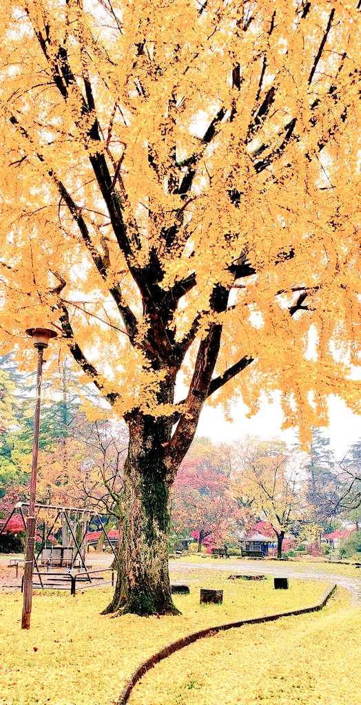 降り続く雨とイチョウの木☔🍁 強い雨降りしきる中、 紅葉撮影は大変だったけど、 雨の日にしか見れない、 秋の景色広がってました🍁 2021/11/22(月)Photo📷 撮影:富山城址公園🏯